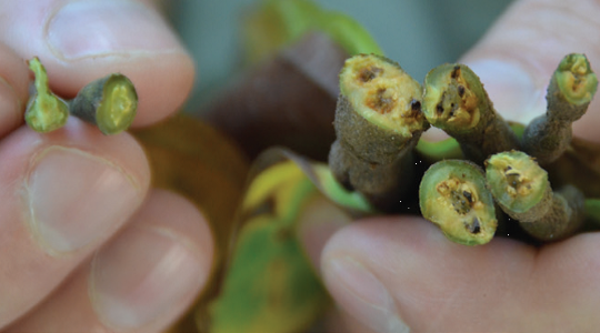 Reducing Vascular Streak Dieback (VSD) in Cocoa