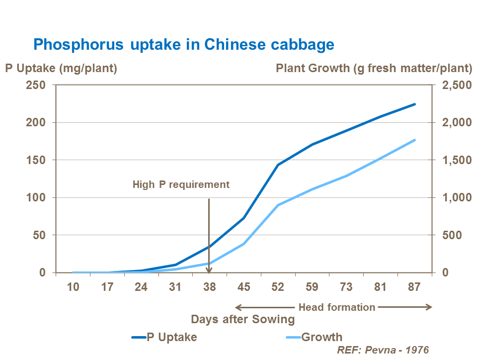Effect of phosphorus rate on broccoli yield