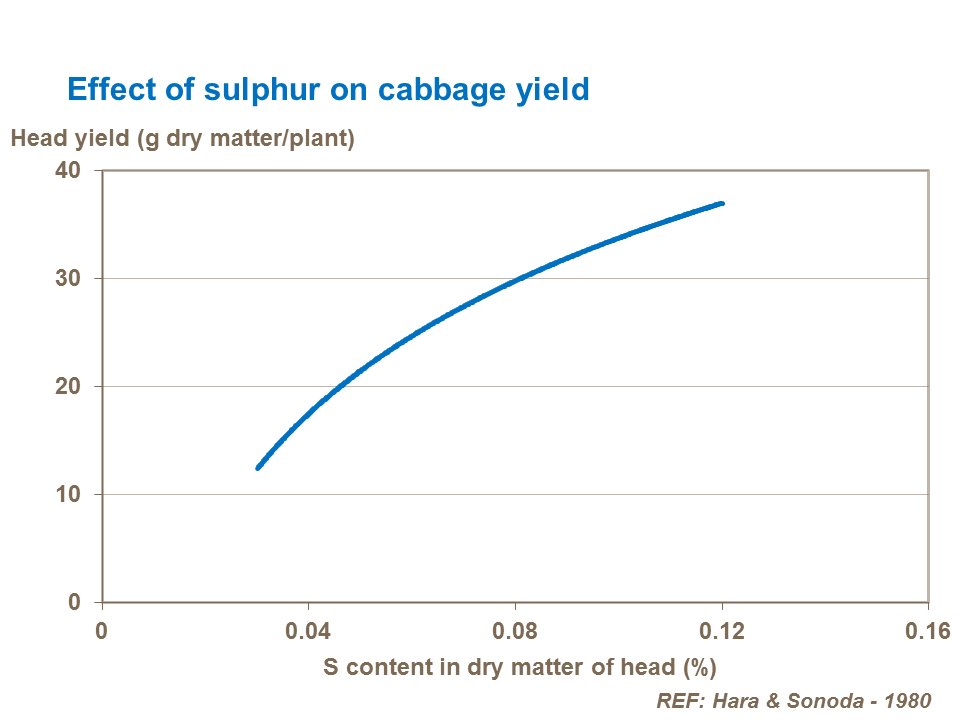 Effect of sulphur on cabbage yield