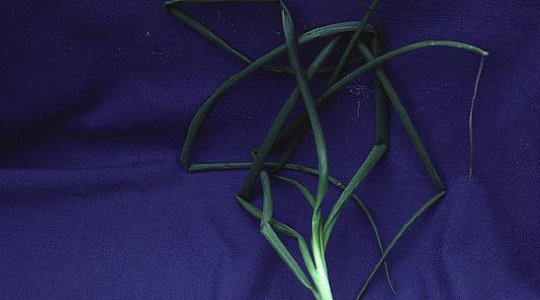 Role of Manganese in Onion Production