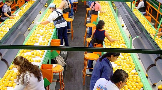 Citrus Market Requirements