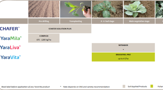 Crop nutrition program for vegetable brassica