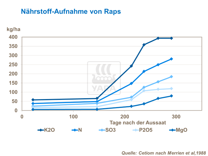 Raps anbauen | Bedeutung der Makronhrstoffe | Yara Deutschland