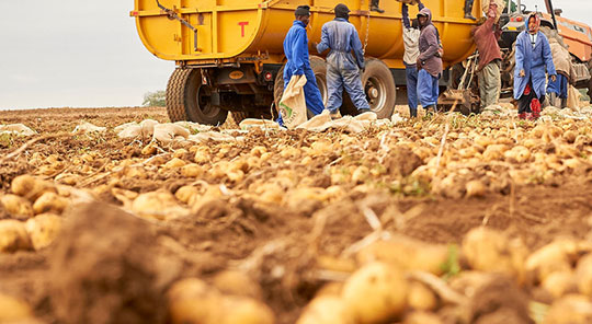 Potato crop nutrition