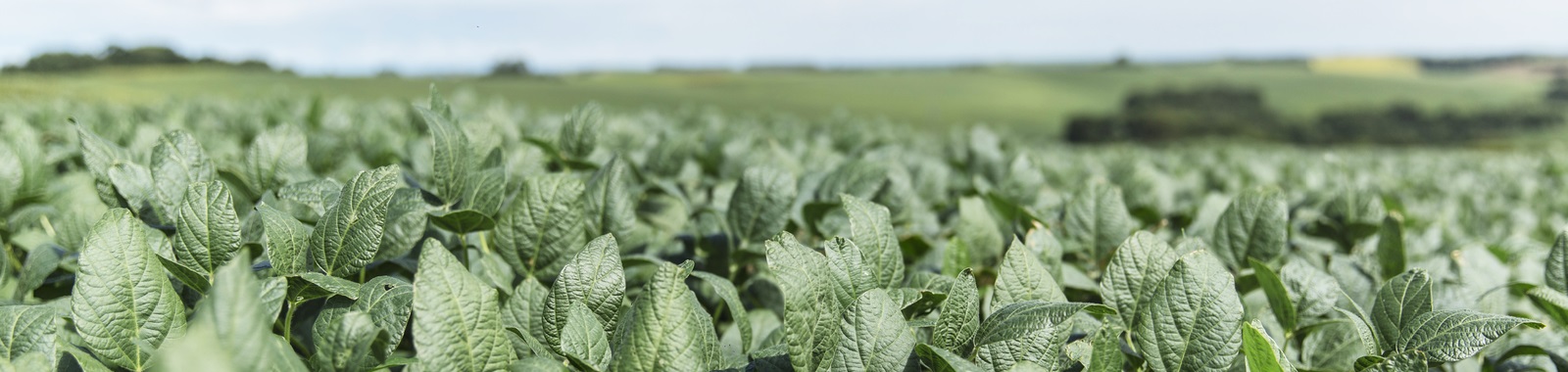 Soybean Market