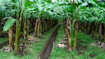 Drainage is important