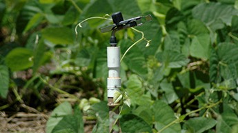 Irrigation of cover crop and banana plants