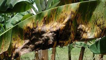 Black Sigatoka