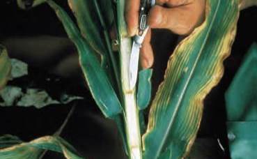 Potassium deficiency