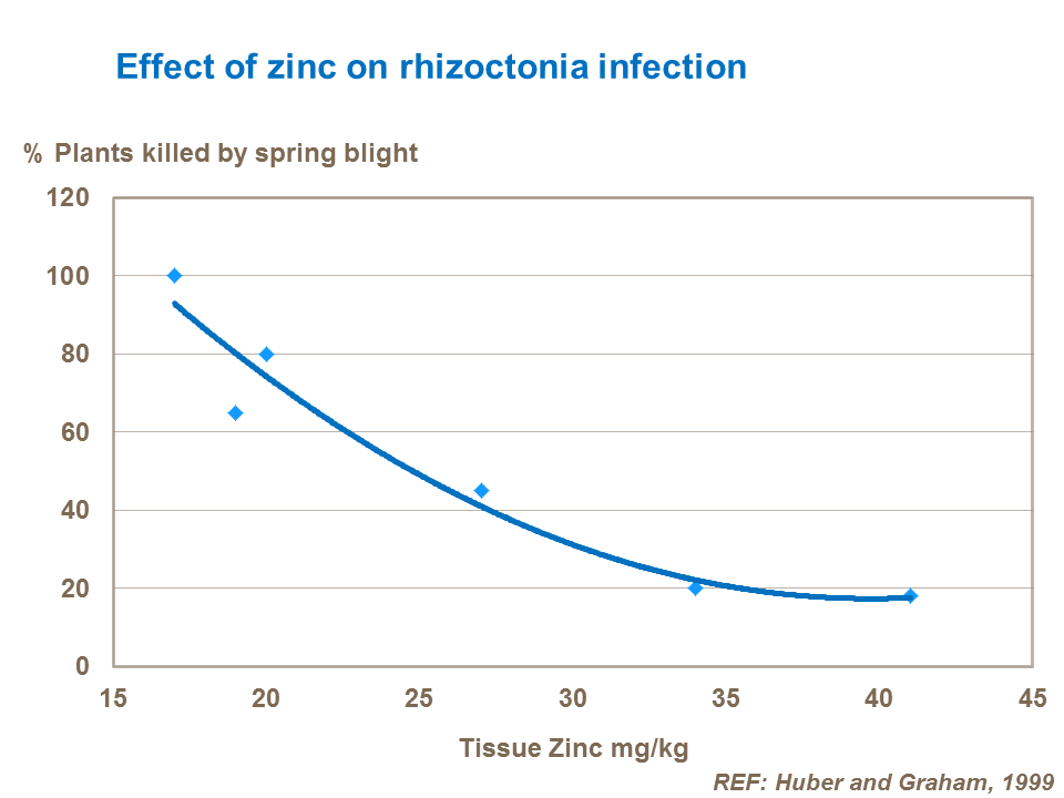 Effect of zinc on rhizoctonia infection