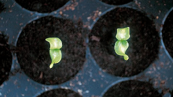 Low temperatures cause growth abnormalities. (Photo courtesy: Tainan D.A.R.E.S.)