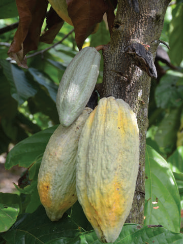 Cocoa pod borer damage to pods