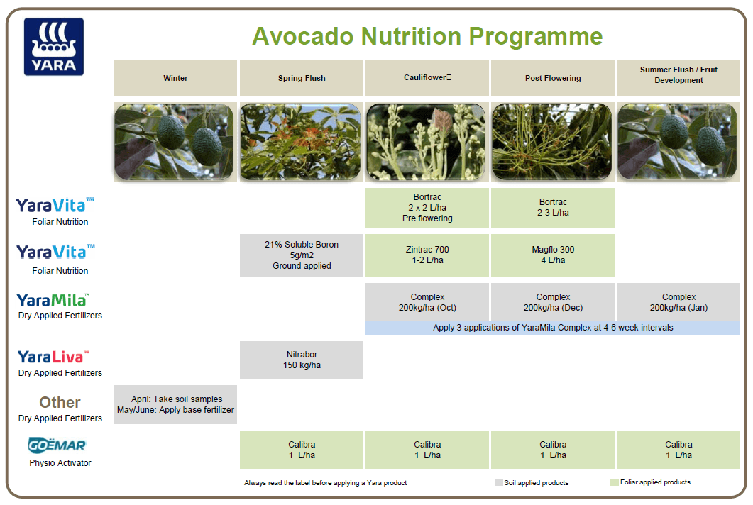 Avocado crop nutrition programme