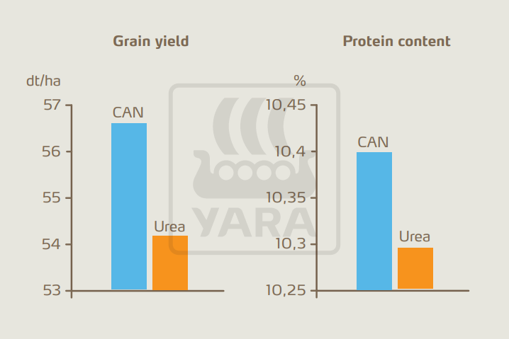 Figure 4: Grain yield and protein content of spring barley with a nitrogen topdressing of 45 kg/ha, applied as CAN or urea, respectively.