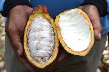 Pods contain 20-50 seeds