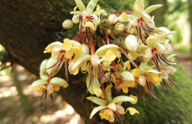 Flowers develop on old wood