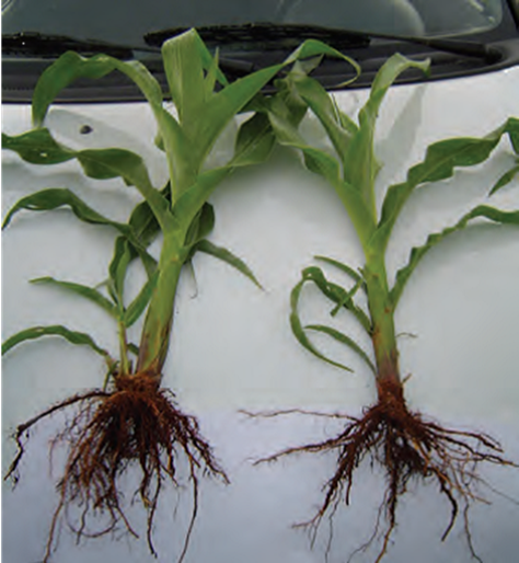 Left: YaraVita Teprosyn treatment. Right: No seed treatment.