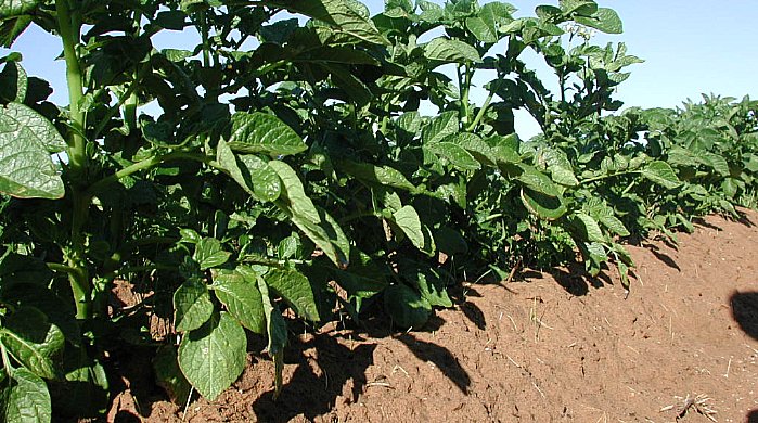 Ridges give good drainage and ease harvesting