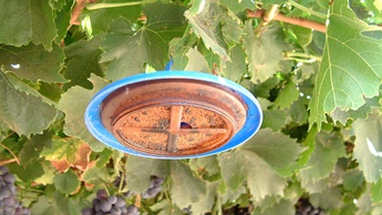 Pheromane traps are used to assess insect populations.