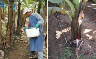 Side Dressing / Fertigation