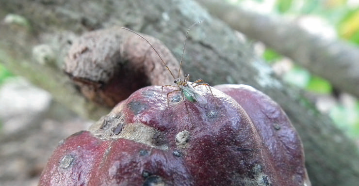 Mirid (Helopeltis spp.) on pod