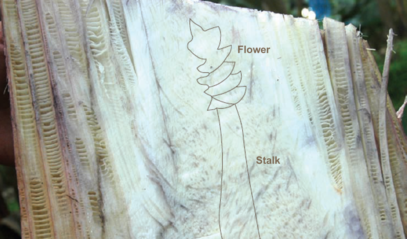 Flower (outlined) in pseudostem