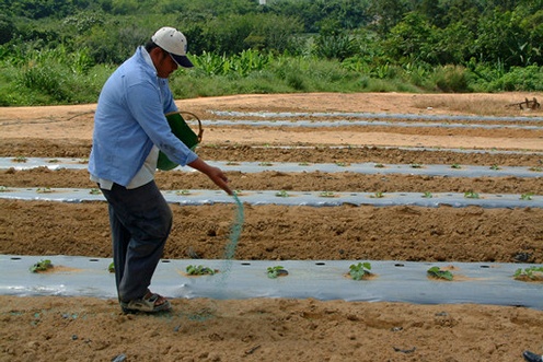 Side-dressed fertilizer is incorporated into the soil after Application.