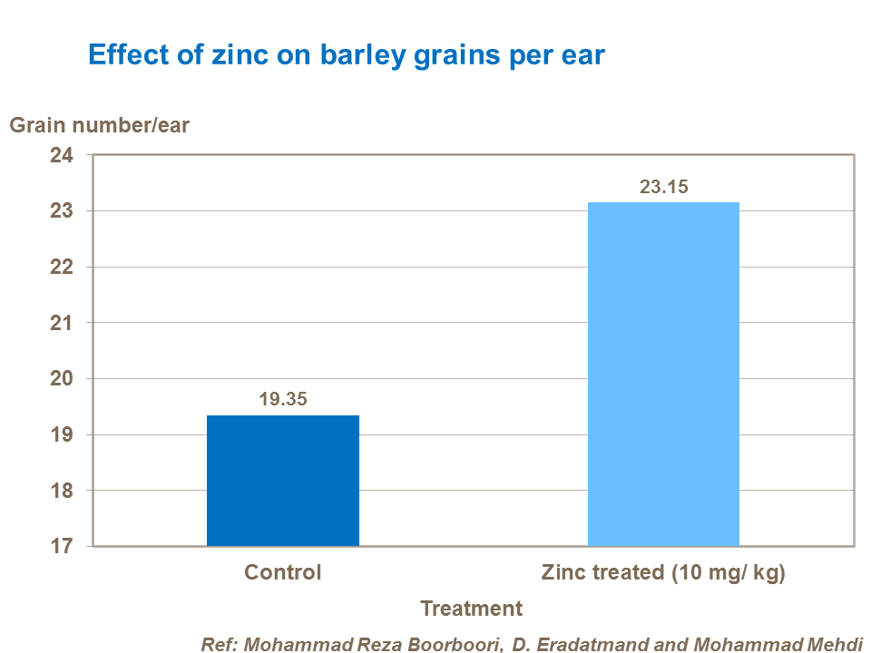Effect of zinc on barley grains per ear