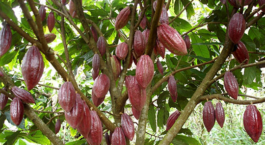 Increasing Cocoa Yield
