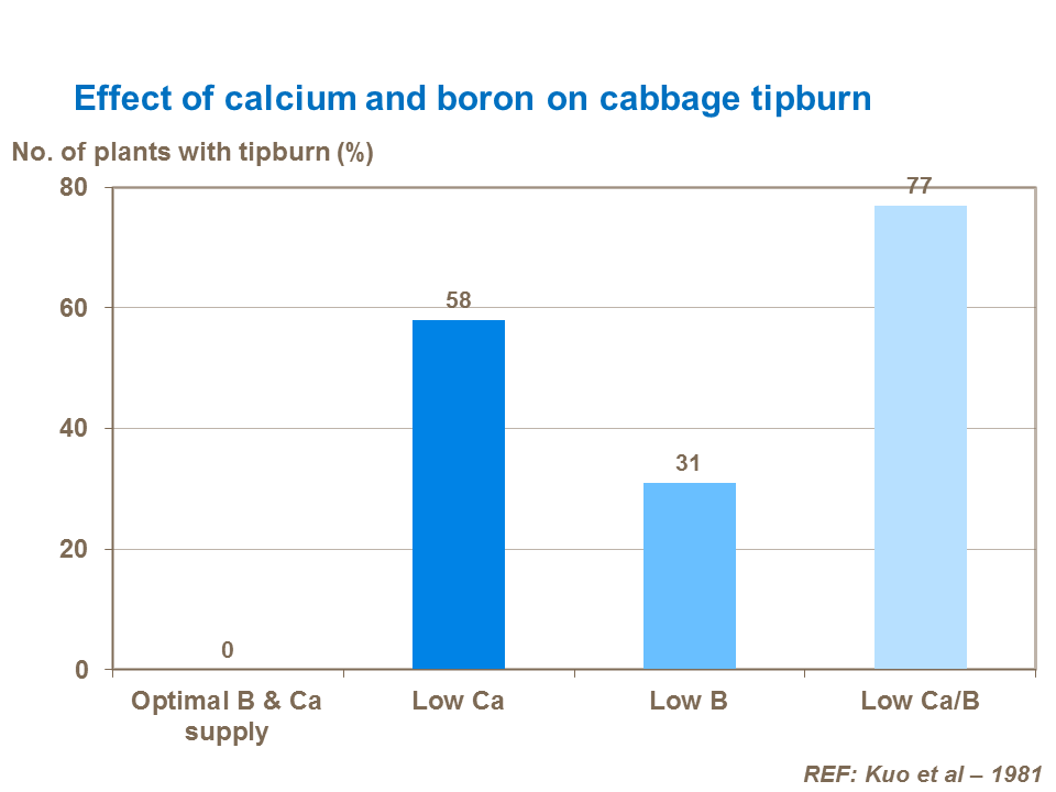 Effect of calcium and boron on cabbage tipburn