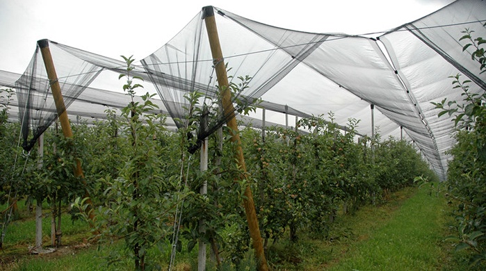 netting protects fruit from hail damage