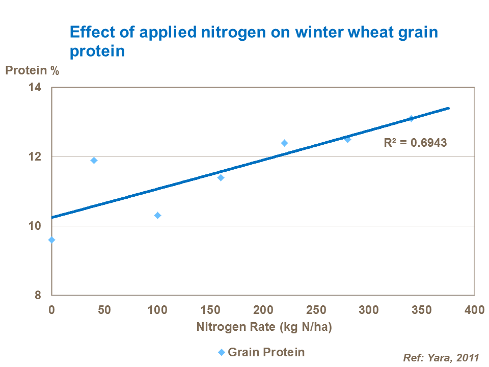 Effect of applied nitrogen on winter wheat grain protein