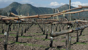 Pruned to leave long canes