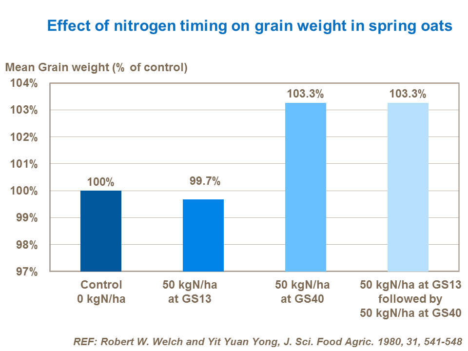 Effect of nitrogen timing on grain weight in spring oats