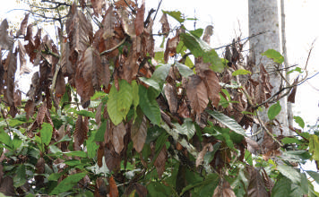 Extensive mirid damage to leaves in Cameroon