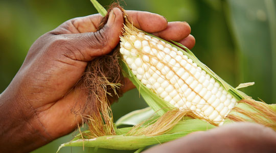 Reducing maize cob defects