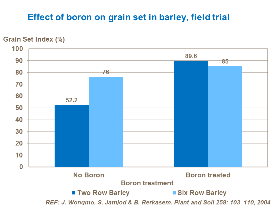Effect of boron on grain set in barley, field trial