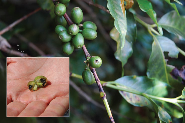 Borers reduce coffee yields