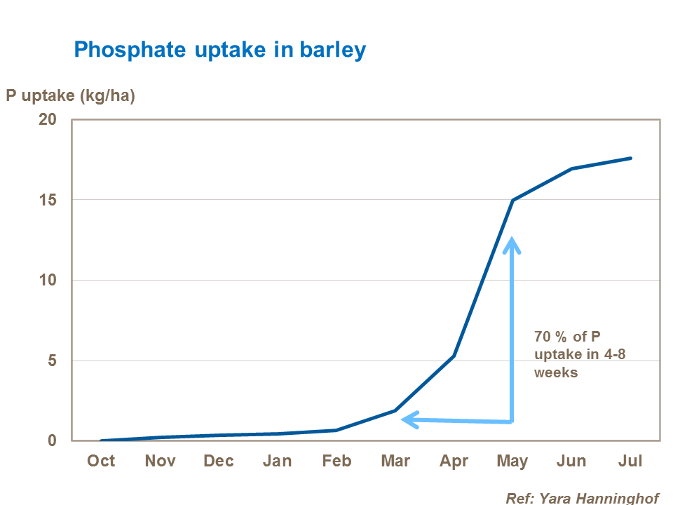 Phosphate uptake in barley