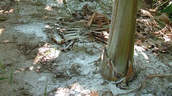 Lime application around pseudostem