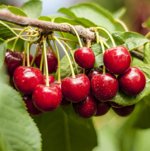 Cherries